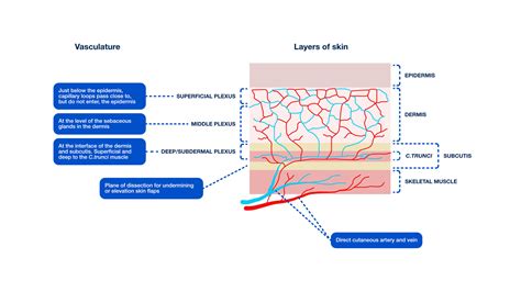 Illustration showing a cross-section of the under-eye area, highlighting thin skin and blood vessels.