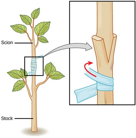 Diagram illustrating the process of plant grafting and callus formation at the union.