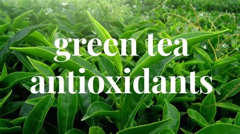 Diagram showing the cellular protection offered by antioxidants found in green tea