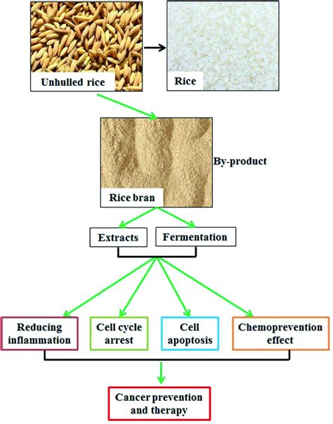 Diagram illustrating the rice fermentation process from raw rice to bioactive compounds.