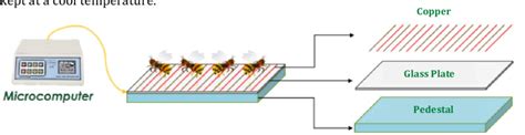 Illustration showing a bee on an electric plate for venom extraction