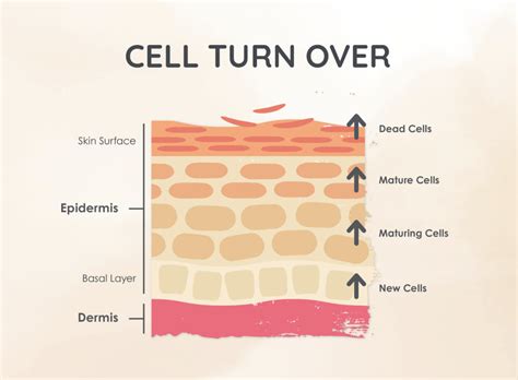 A close-up infographic illustrating the process of cell turnover stimulated by retinol.