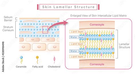 Diagram illustrating the structure of the skin barrier, showing skin cells and the lipid layer.