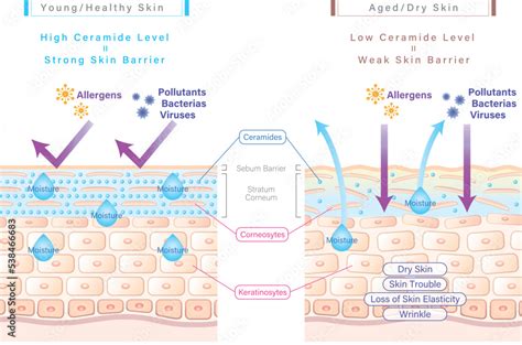 Close-up illustration of ceramide molecules within the skin barrier.