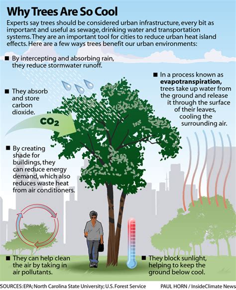 Infographic showing the cooling effect of trees and green spaces around a home