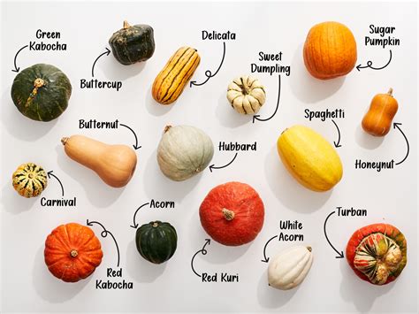 Diagram illustrating different types of winter squash with their respective skin textures.