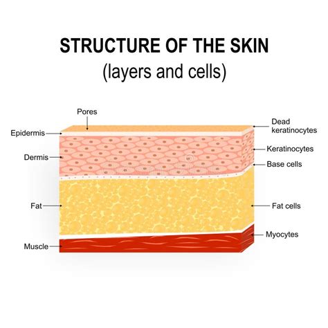 Diagram illustrating the layers of skin and how microdermabrasion removes the outermost dead skin cells.