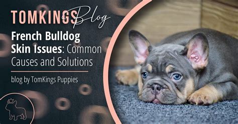 Illustration of a French Bulldog showing common areas affected by skin allergies (ears, paws, belly).