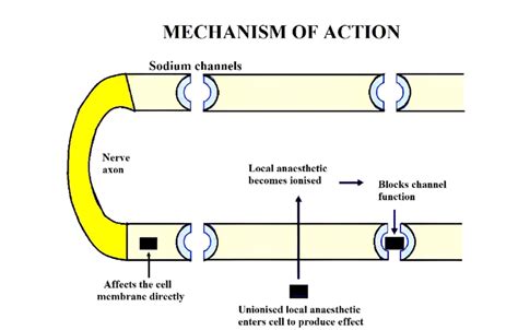 Diagram illustrating the mechanism of action of permethrin on a parasite's nervous system, showing disruption of sodium channels.