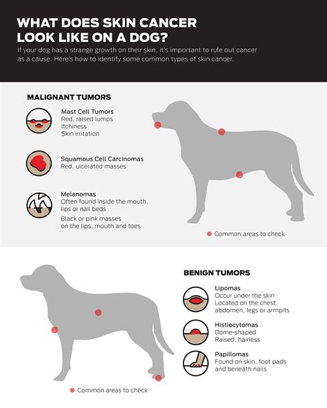 Diagram illustrating common types of dog skin growths and their appearance.