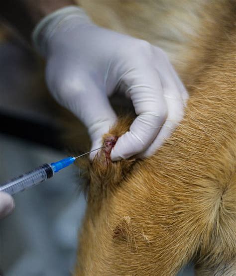 Image of a veterinarian performing a fine needle aspiration on a dog's skin lump.