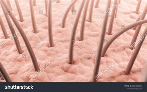 Microscopic view of a healthy scalp