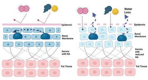 Diagram illustrating the skin barrier and the role of ceramides and hyaluronic acid in maintaining hydration.