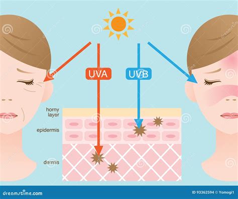 Infographic illustrating the effects of UVA and UVB rays on skin