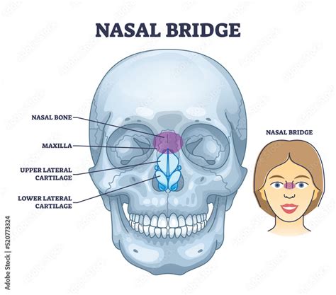 Illustration of a face with visible