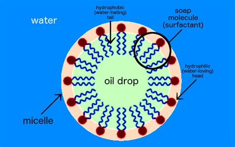 Diagram showing the structure of a cleansing molecule and how it interacts with oil and water.