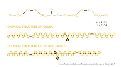 Illustration showing the molecular structure of Jojoba oil and its comparison to human sebum.