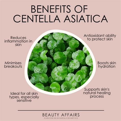 Illustration showcasing the calming and restorative properties of Centella Asiatica on skin cells.