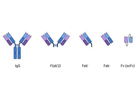 Infographic illustrating the Y-shaped structure of an IgG antibody and its components (Fab and Fc regions).