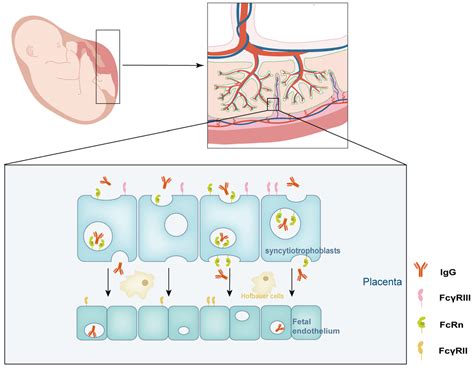 Diagram showing the pathway of IgG crossing the placenta from mother to fetus.