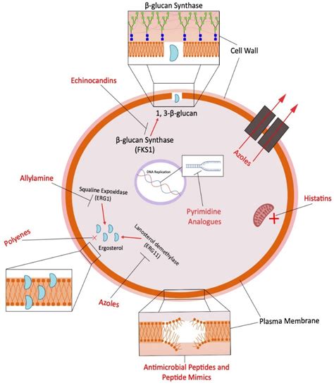Diagram illustrating the mechanism of action of clotrimazole on fungal cell membranes