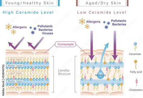 A visual representation of the skin barrier and how ceramides and rice milk help to strengthen it.