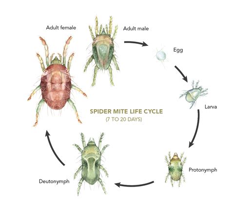 Diagram illustrating the life cycle and common habitats of dust mites within a bedroom environment.