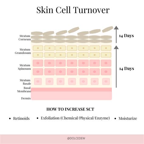 Infographic illustrating the process of cell turnover and collagen production stimulated by retinol.