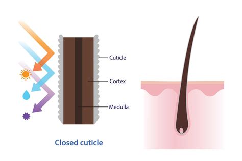 An infographic illustrating the hair cuticle: one side showing a raised, rough cuticle that scatters light, and the other side showing a smooth, flattened cuticle that reflects light evenly.