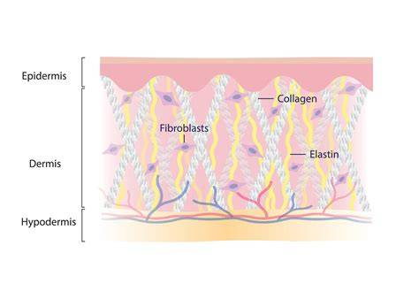 Infographic illustrating the mechanism of action of firming creams on skin collagen and elastin production.