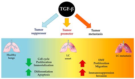 Diagram illustrating the dual role of TGF-β in cancer progression, showing its inhibitory effects in early stages and promotional effects on metastasis in advanced stages.