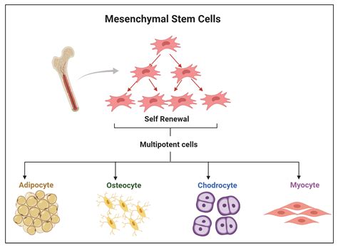 Microscopic images of Mel270 and 92.1 cell lines showing their characteristic mesenchymal morphology.