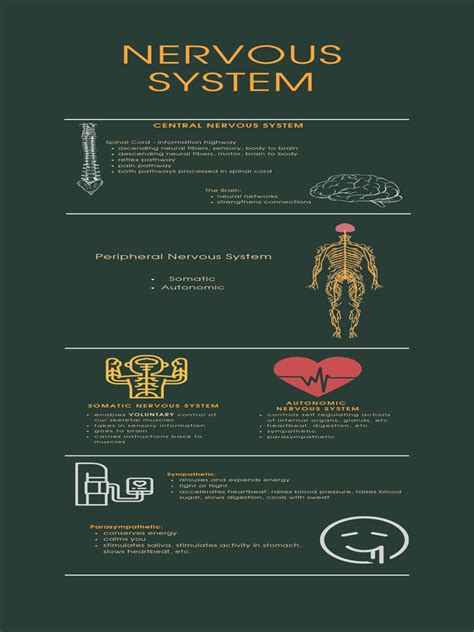 Infographic showing the nervous system and highlighting areas that could be affected by Botox, with a specific call-out for dizziness.