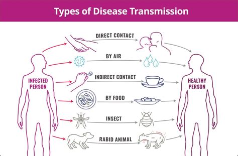 Illustration showing the different modes of ringworm transmission: direct contact with an infected person/animal, and indirect contact with contaminated objects.