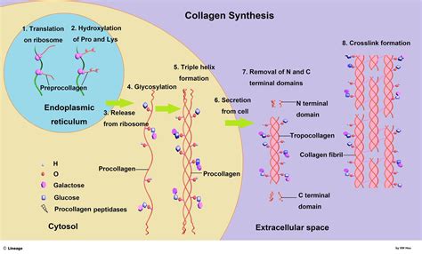 Diagram illustrating the structure of Vitamin C and its role in skin brightening and collagen synthesis.