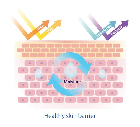 Illustration of a healthy skin barrier compared to an irritated one, highlighting beeswax's protective role.