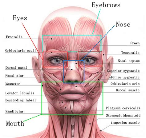 An illustration showing the anatomy of the eye area, highlighting the thin skin, muscles, fat pads, and blood vessels.
